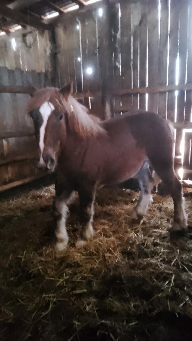 Sprzedam ogierka zimnokwistego