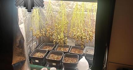 Domowa Uprawa Konopi Zlikwidowana....