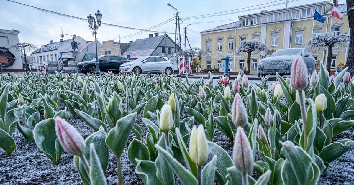 Kolejne przymrozki