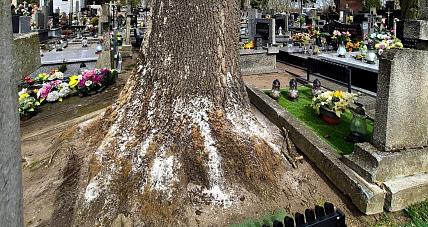 Wandalizm Na Cmentarzu św. ...