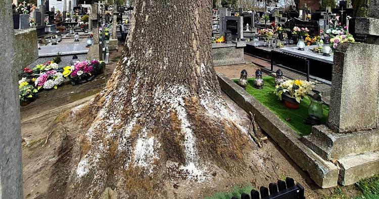 Wandalizm Na Cmentarzu św. ...