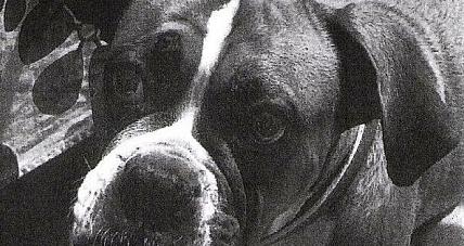 Kto Przywłaszczył Psa Na P...