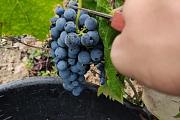 Winobranie 2026 Francja