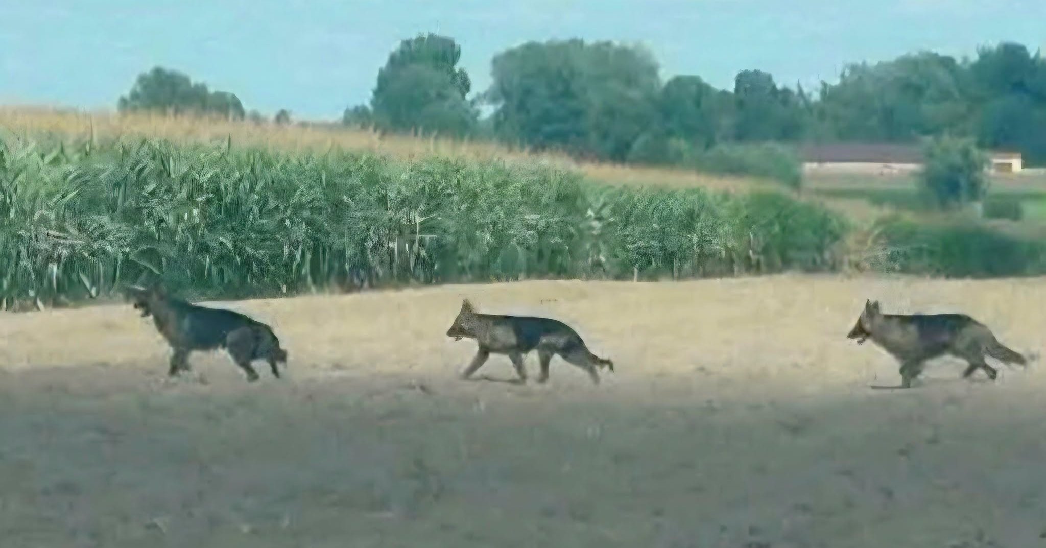 Niebezpieczne Psy Na Terenie...