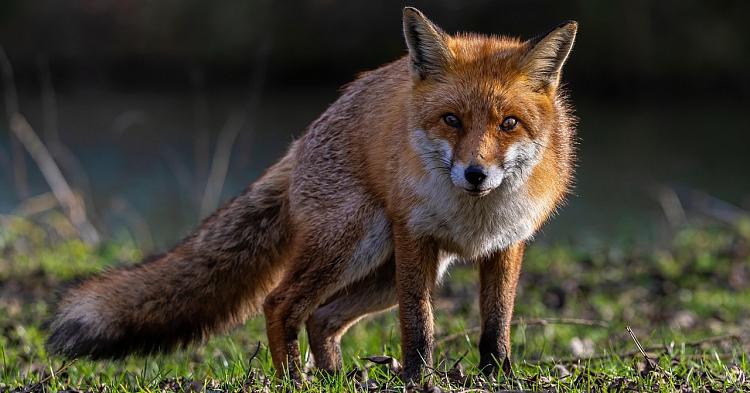 Rozpoczyna się akcja szczepienia lisów na Mazowszu