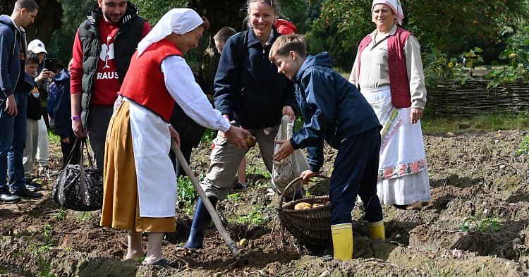 Tradycyjne wykopki i smak pieczonych ziemniaków. Skansen w Sierpciu przeniósł nas w przeszłość [ZDJĘCIA]
