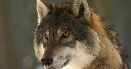 Czy W Pobliskich Lasach Zagrażają N...