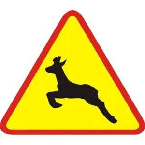 ZWOLNIJ! Dzikie zwierzęta na drodze