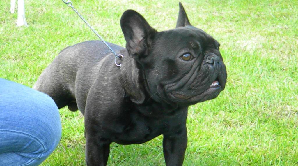 38. Mazowiecka wystawa psów rasowych - zaproszenie