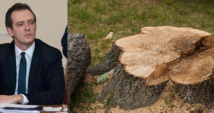 200-letnie Drzewa Pod Zamkiem...