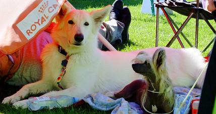 Psie Piękności Na Stadionie