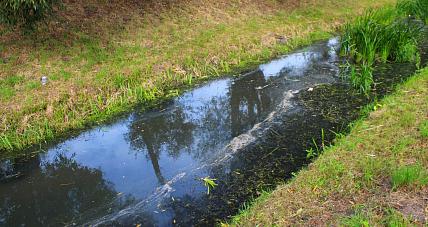 Niepokojący Stan Rzeki Skrwy. ...