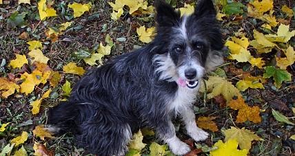 Kropla - Młoda Roczna Sunia