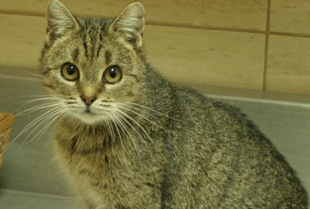 Malina - młoda kotka