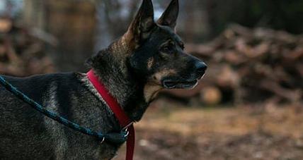 Hunter - Czteroletni Pies