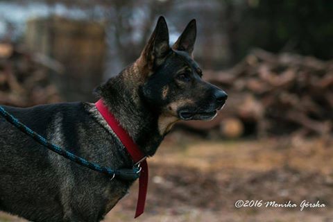 Hunter - czteroletni pies