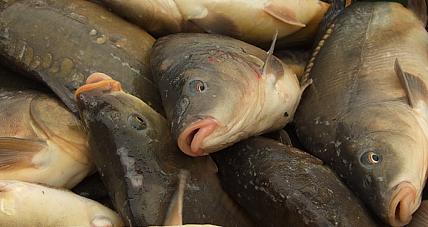 Mandat Za Niewłaściwą Sprzedaż żyw...