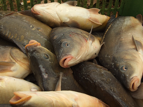 Mandat za niewłaściwą sprzedaż żywych karpi