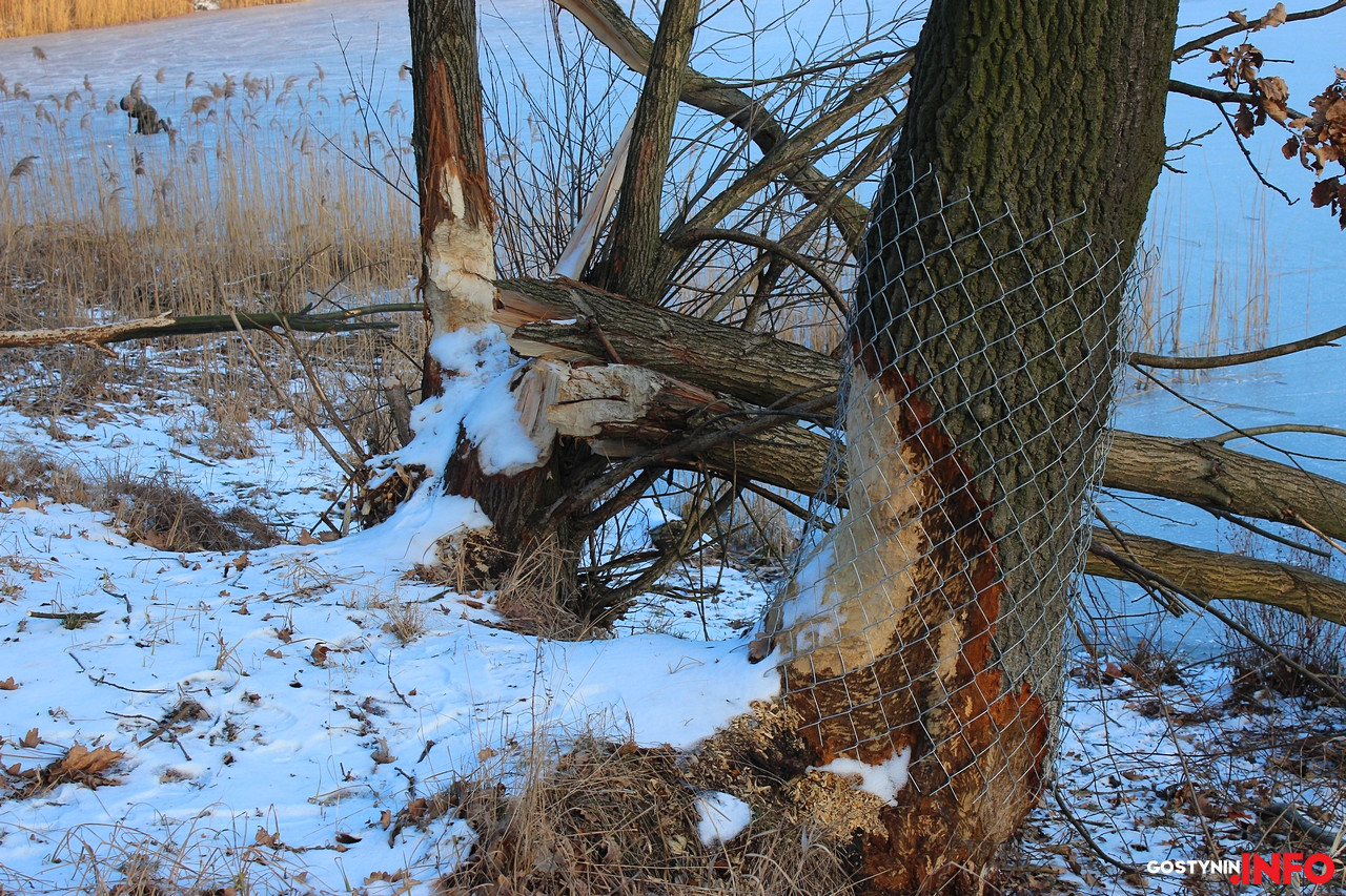 Zabezpieczono drzewa przed bobrami [ZDJĘCIA]