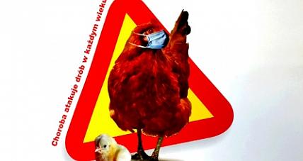 Ptasia Grypa Jednym Z Tematów ...