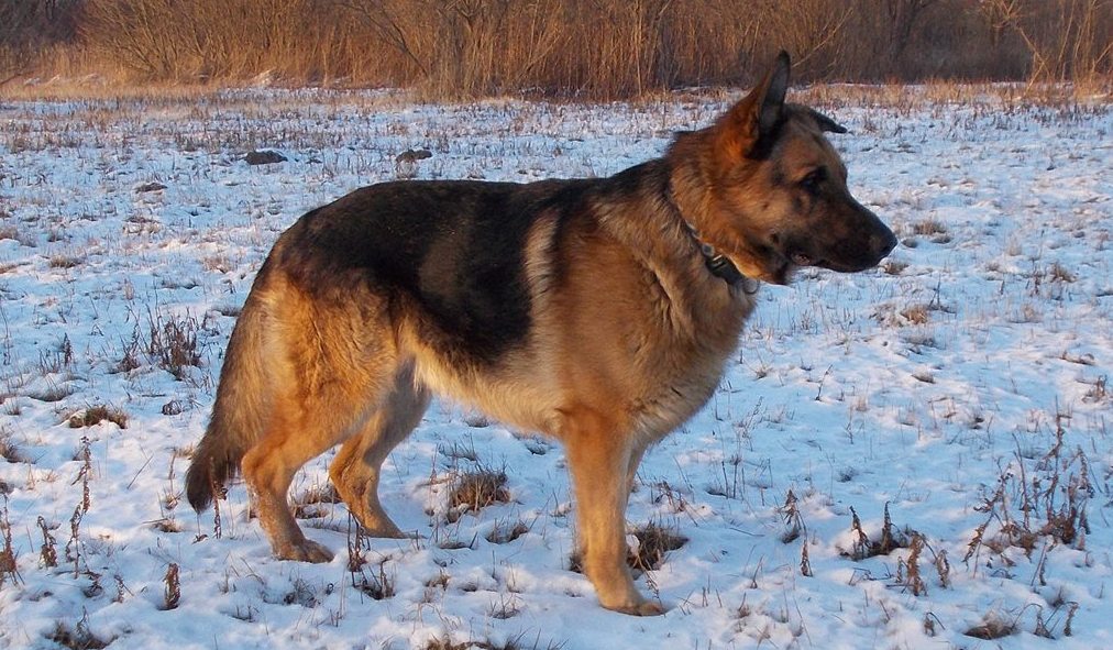 Pies Rambo szuka nowego właściciela [ZDJĘCIA]