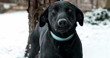 Houler - Młody Psiak Do Kolanka