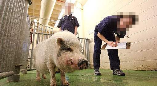 Uwaga na oszustów! Podają się za lekarzy weterynarii