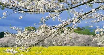 Sobota Będzie Słoneczna I...