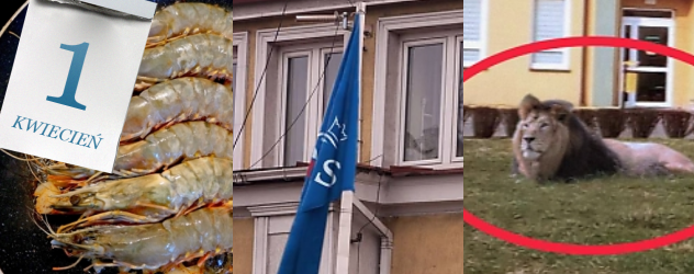 Po prima aprilis. Lew, krewetki i flaga partii przed urzędem. Uwierzyliście?
