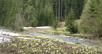 Kwiecień Plecień. Prognoza P...