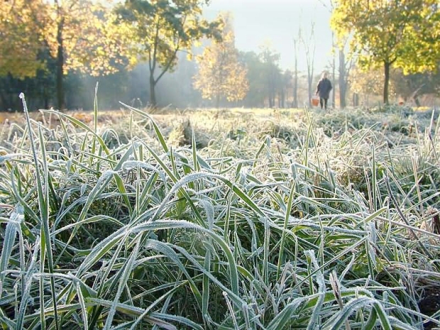 Przygruntowe przymrozki. Prognoza pogody - 10 maja