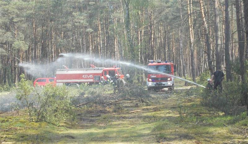 Strażacy wzięli udział w ćwiczeniach. Gasili pożar lasu [ZDJĘCIA]