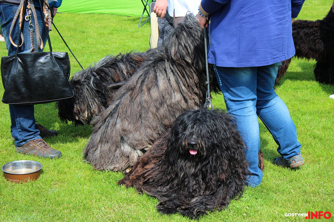 Parada czworonożnych piękności [ZDJĘCIA]