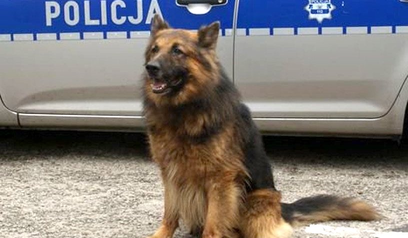 Do służby w gostynińskiej policji powróci pies?