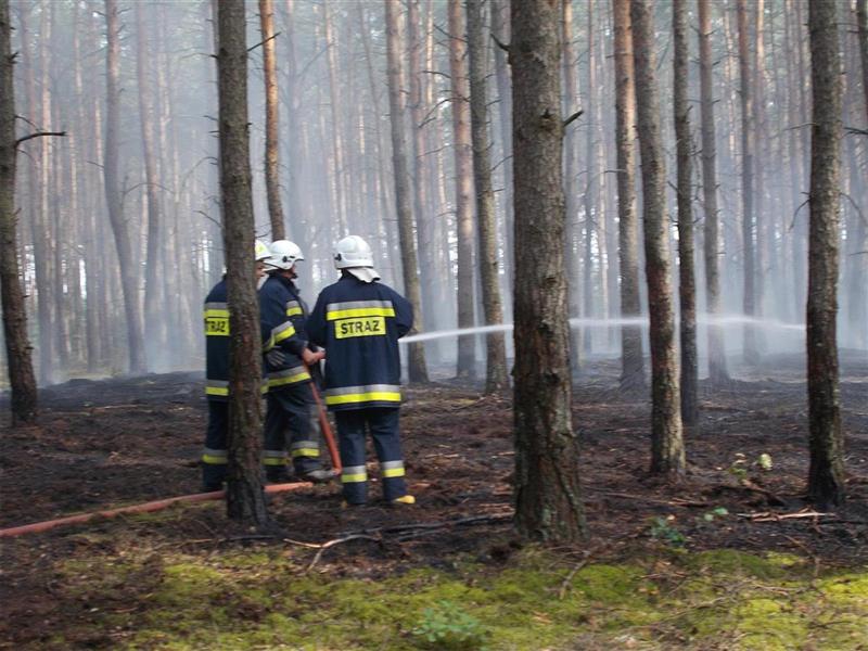 Pożar lasu w miejscowości Misiadla (gm. Szczawin Kościelny) [ZDJĘCIA]