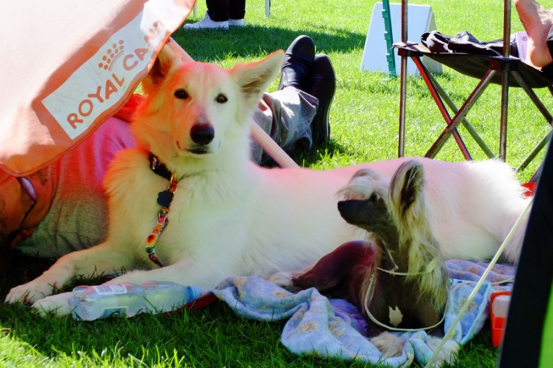 Psie piękności po raz kolejny na wybiegu