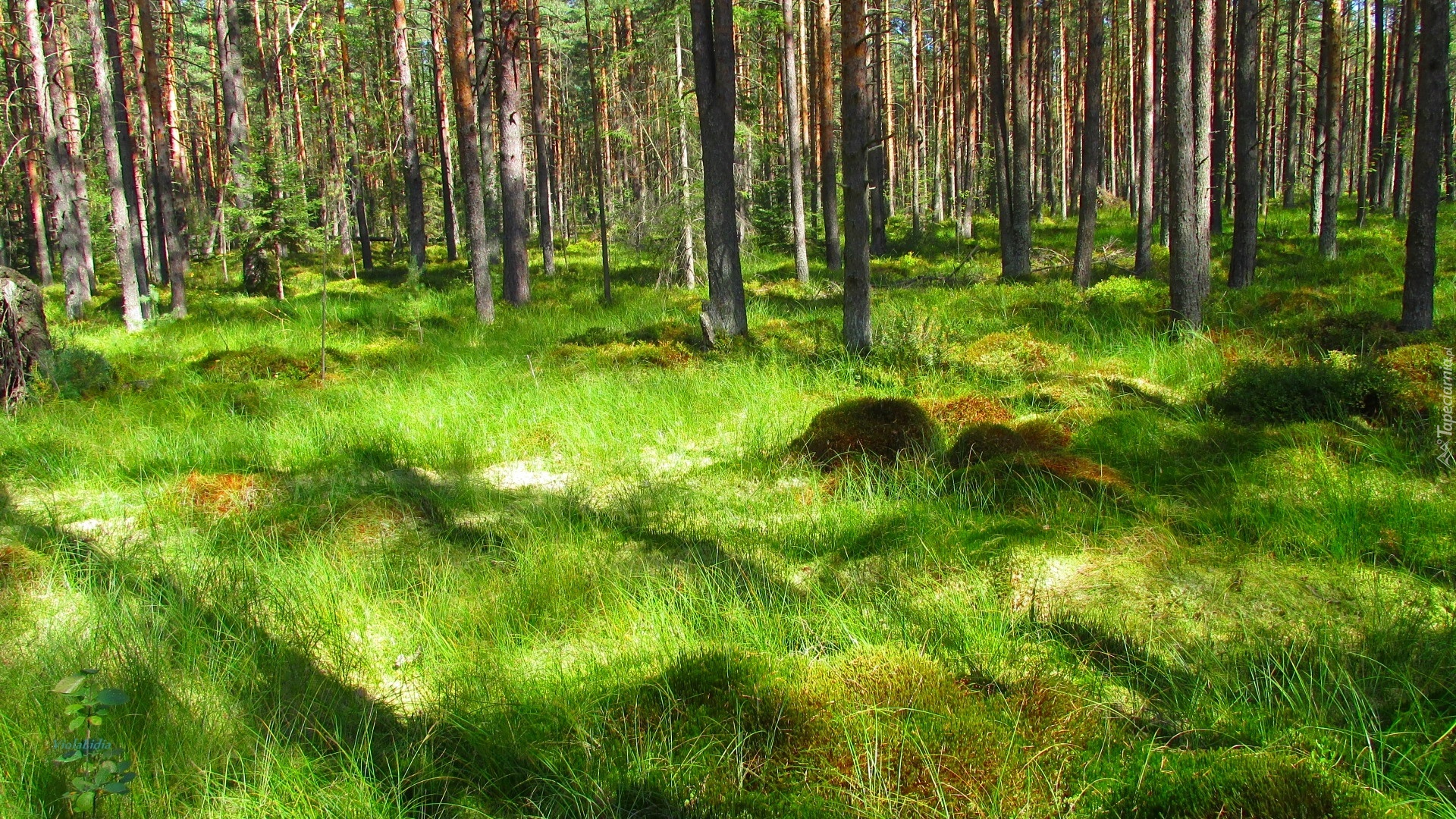 Prognoza pogody - 10 sierpnia
