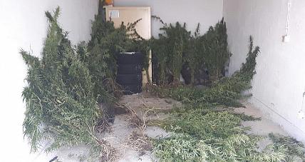 Nielegalne Plantacje Konopi....