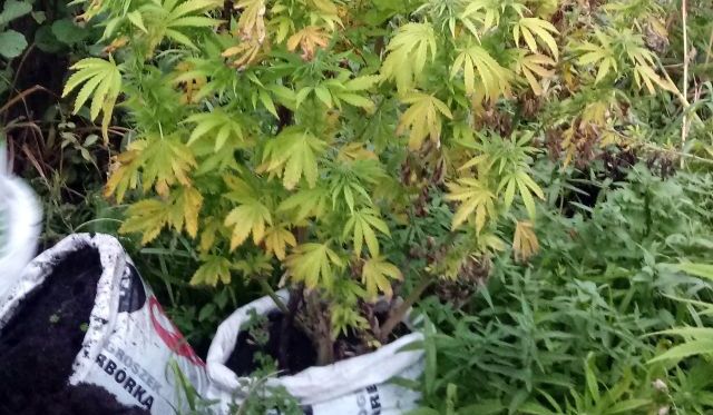 Uprawiał konopie na bagnach