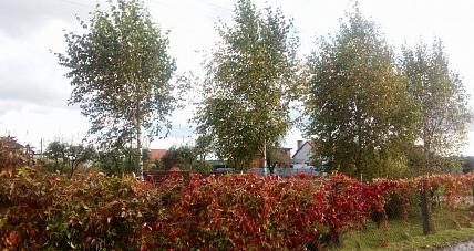 Prognoza Pogody - 10 Października