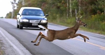 Uwaga! Dzikie Zwierzęta Na ...