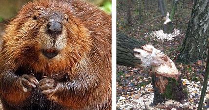 Drzewo Zerwało Linię Energetyczną. Ws...